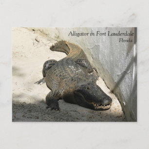 Alligator, Fort Lauderdale, Florida Postkarte