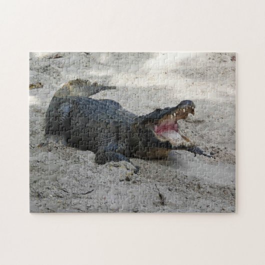 Alligator, Fort Lauderdale, Florida Puzzle (Horizontal)