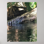 Alligator Foto Poster (Vorne)