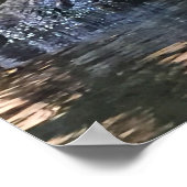 Alligator Foto Poster (Ecke)