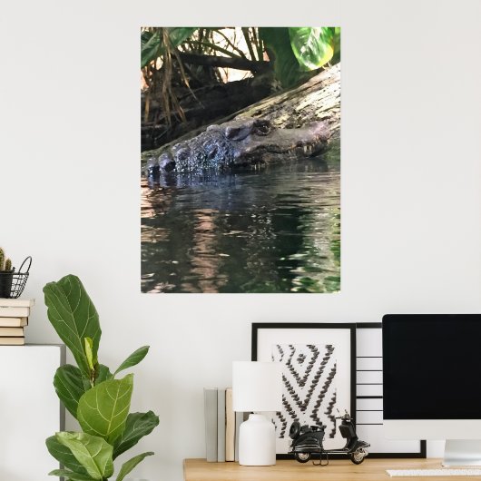 Alligator Foto Poster (Heimbüro)