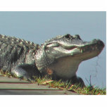 Alligator Freistehende Fotoskulptur<br><div class="desc">Sehen Sie ein Alligatorupclose auf Ihrem Desktop mit dieser Fotoskulptur! Oder geben Sie als Geschenk! Dieser Florida-Alligator wurde neben dem Hillsborough-Fluss nahe Tampa,  Florida sonnend fotografiert.</div>
