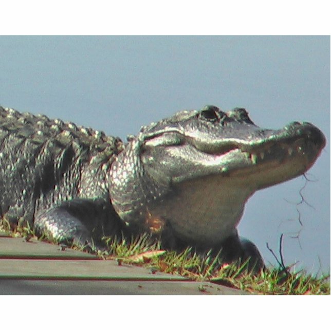 Alligator Freistehende Fotoskulptur (Vorne)