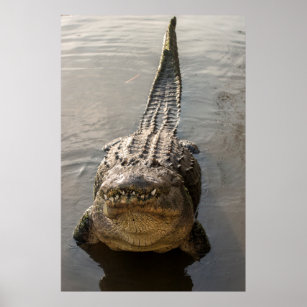Alligator für Wassertanz in Gatorland Poster