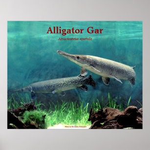 Alligator gar の ポ ス タ poster
