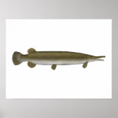 Alligator Gar Poster (Vorne)