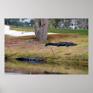 Alligator-Gefahr auf Golfplatz Poster