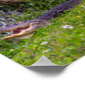 Alligator Grass Viera Wetlands Florida Poster (Ecke)