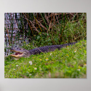 Alligator Grass Viera Wetlands Florida Poster