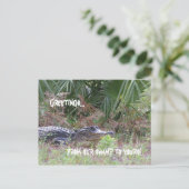 Alligator Greetings Postcard Postkarte (Stehend Vorderseite)