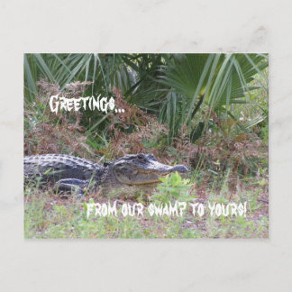 Alligator Greetings Postcard Postkarte
