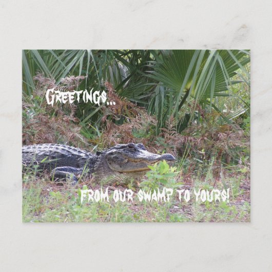 Alligator Greetings Postcard Postkarte (Vorderseite)