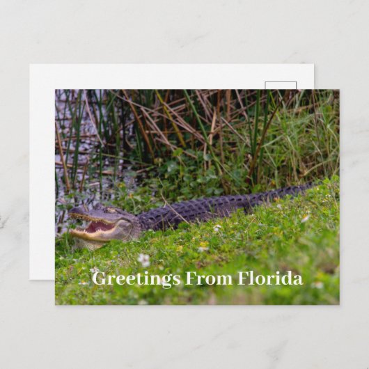 Alligator Greetings von Florida Personalize Postkarte (Vorne/Hinten)