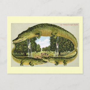 Alligator Grenzposten beim Orangenpflücken, Florid Postkarte