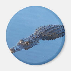 Alligator I Magnet