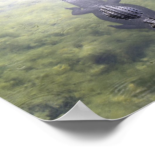 Alligator im Blue Hole, Big Pine Key, Florida Poster (Ecke)