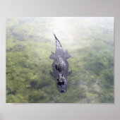 Alligator im Blue Hole, Big Pine Key, Florida Poster (Vorne)