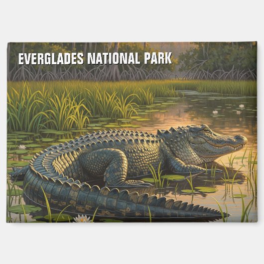 Alligator im Everglades-Nationalpark Magnet (Vorderseite)