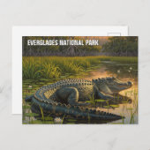 Alligator im Everglades-Nationalpark Postkarte (Vorne/Hinten)