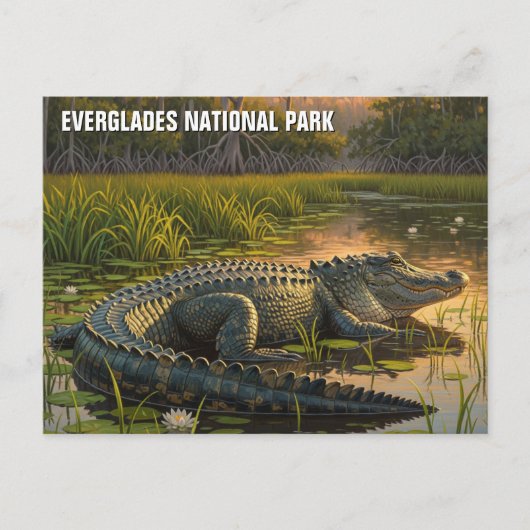 Alligator im Everglades-Nationalpark Postkarte (Vorderseite)