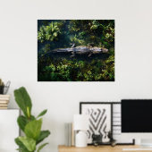 Alligator im flachen Feuchtgebietswasser Poster (Heimbüro)