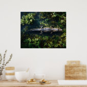 Alligator im flachen Feuchtgebietswasser Poster (Küche)
