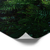 Alligator im flachen Feuchtgebietswasser Poster (Ecke)