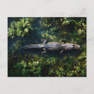 Alligator im flachen Feuchtgebietswasser Postkarte