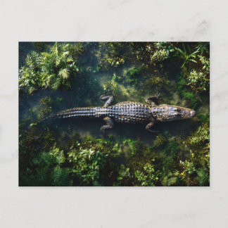 Alligator im flachen Feuchtgebietswasser Postkarte