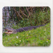Alligator im Florida-Feuchtgebiet-Foto Mousepad (Vorne)