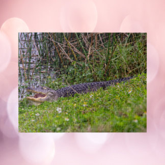 Alligator im Florida-Feuchtgebiet-Foto Puzzle