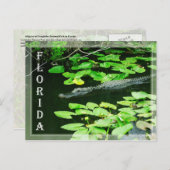 Alligator im Nationalpark Everglades, Florida Postkarte (Vorne/Hinten)