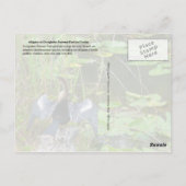 Alligator im Nationalpark Everglades, Florida Postkarte (Rückseite)