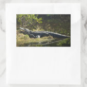 Alligator im Sonnensumpf Rechteckiger Aufkleber (Tasche)