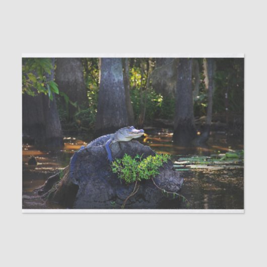 Alligator im Sumpf Seidenpapier (Vorderseite)