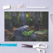 Alligator im Sumpf Seidenpapier (Handwerk)