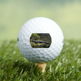 Alligator im Sun Florida-Foto Golfball