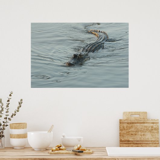 Alligator im Wasser Poster (Küche)