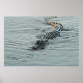 Alligator im Wasser Poster (Vorne)