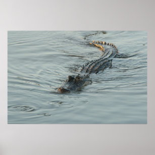 Alligator im Wasser Poster