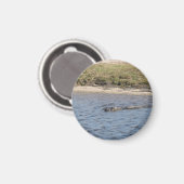 Alligator im Wassermagnet Magnet (Vorderseite/Rückseite)