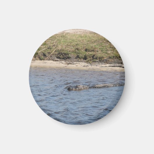 Alligator im Wassermagnet Magnet (Vorne)