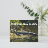 Alligator in der Sonne (mit Text) Postkarte (Stehend Vorderseite)