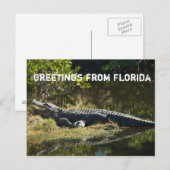 Alligator in der Sonne (mit Text) Postkarte (Vorne/Hinten)