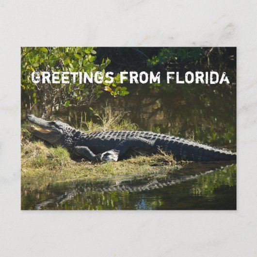 Alligator in der Sonne (mit Text) Postkarte (Vorderseite)