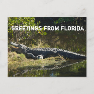 Alligator in der Sonne Personalisieren Postkarte