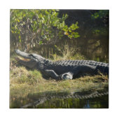 Alligator in der Sun Florida Fliese (Vorderseite)