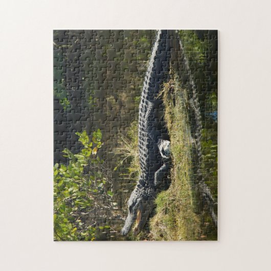 Alligator in der Sun Florida Puzzle (Vertikal)