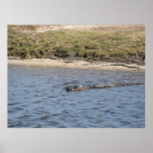 Alligator in der Wasserdruckmaschine Poster (Vorne)