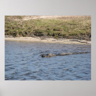 Alligator in der Wasserdruckmaschine Poster